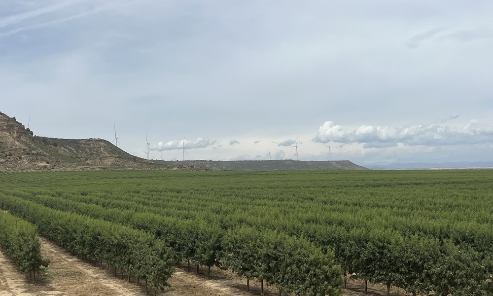 Plantación de almendros en Aragón durante Demoalmendro 2026, jornada técnica del sector agrícola.